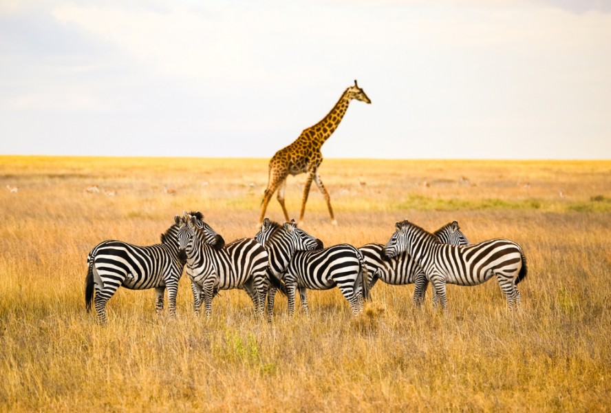 Arusha en Tanzanie, une destination incontournable