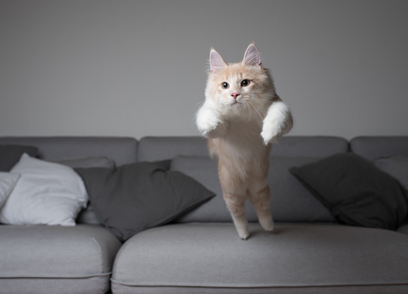 Pourquoi mon chat me saute dessus estce un trouble