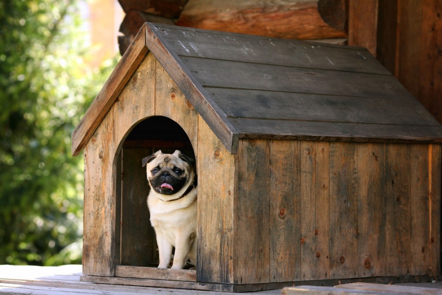 Quelle est la meilleure niche pour chien ?